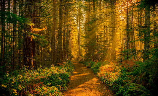 Best Hikes For Backpackers in Vancouver Island